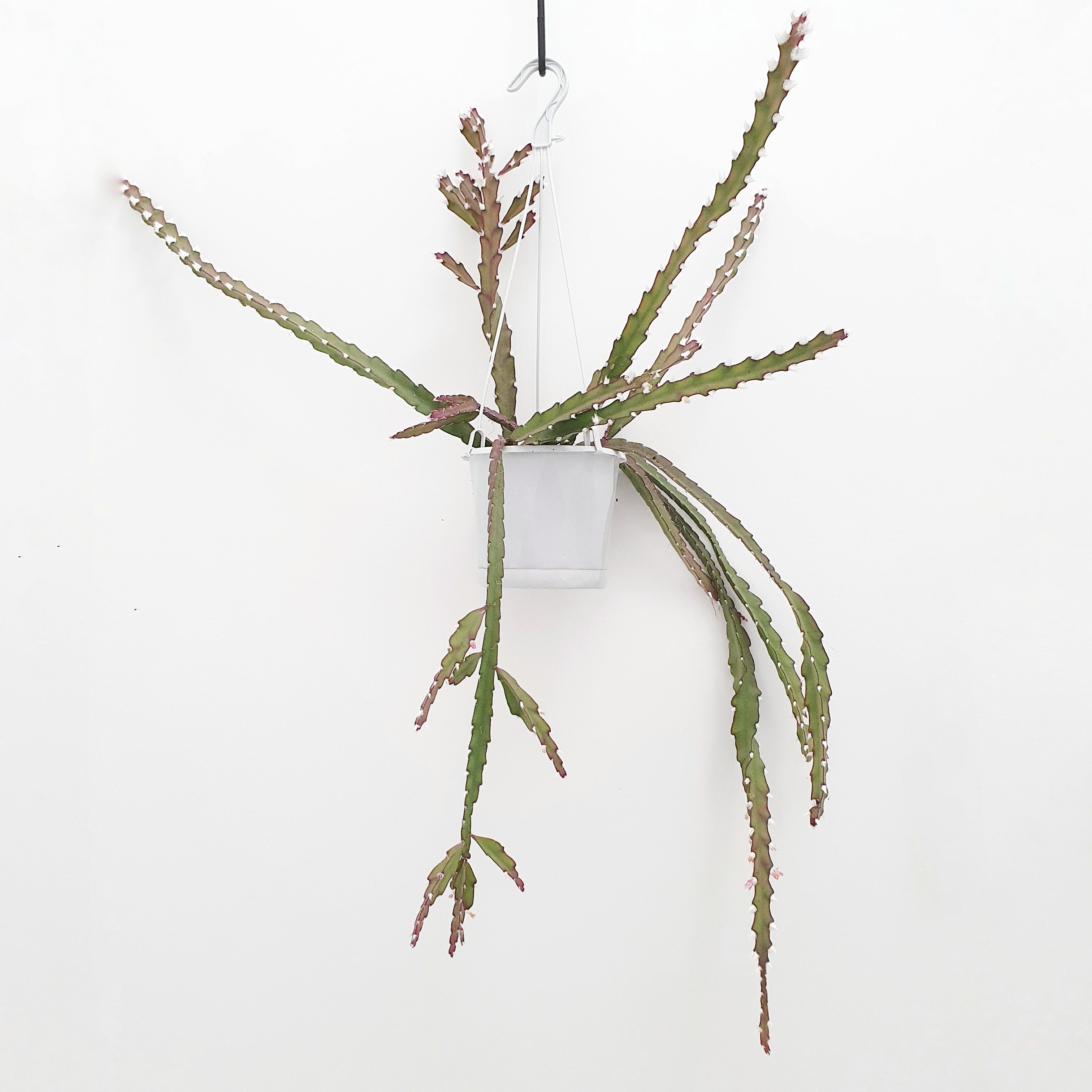 Lepismium cruciforme - 13cm pot